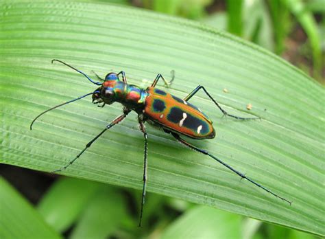 Beetles of the Philippines's Check List · iNaturalist.